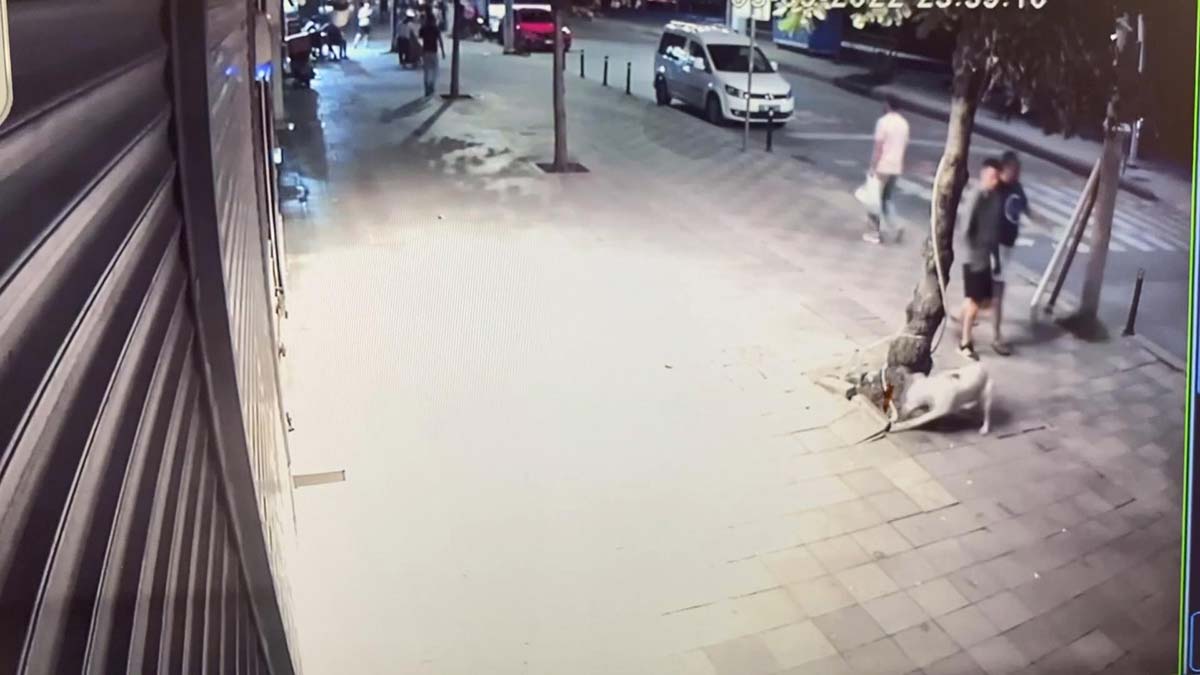 Pitbull uyuyan kediyi öldürdü