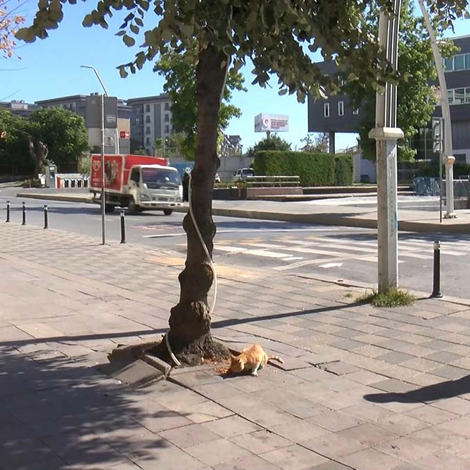 Pitbull uyuyan kediyi öldürdü