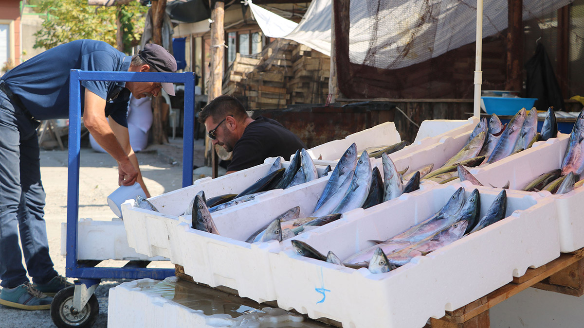 Zonguldak açıklarında palamut bolluğu