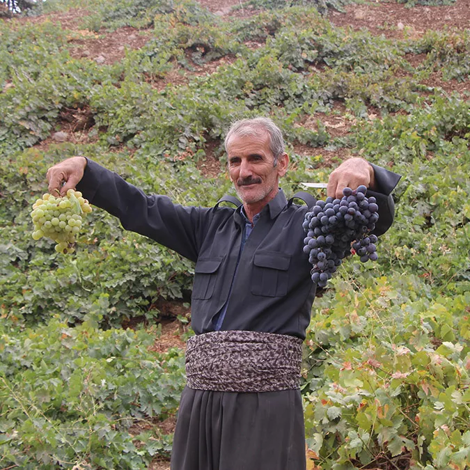 Üzüm pekmezinin üretimi başladı