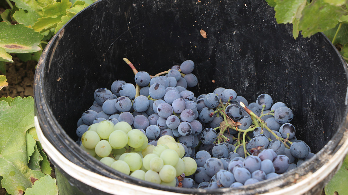 Üzüm pekmezinin üretimi başladı