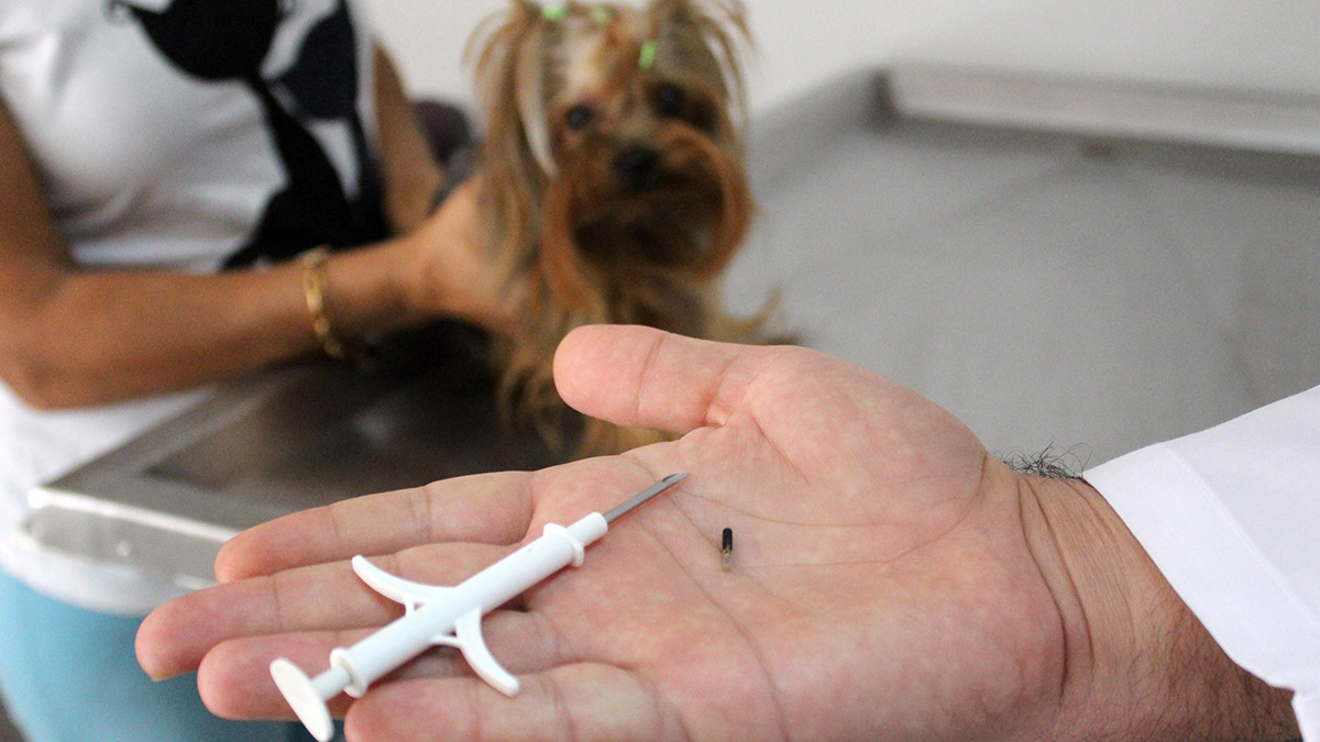 393 bin 771 hayvana mikroçip takıldı