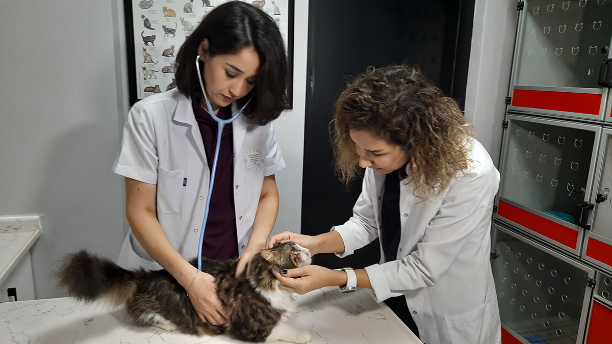 4 Ekim'e özel sokak hayvanlarına ücretsiz kısırlaştırma