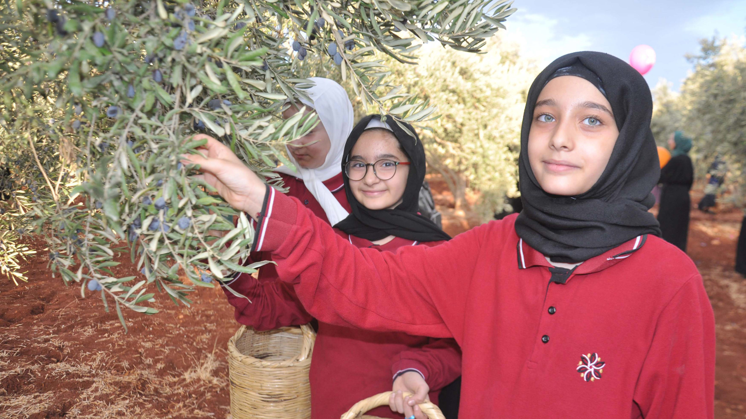 800 öğrenci, 'Zeytin Toplama Şenliği'nde buluştu
