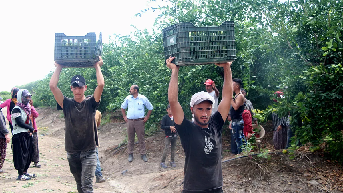 Adanada mandalina hasadi basladi 1 - yerel haberler - haberton