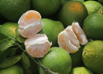 Adana'da mandalina hasadı başladı