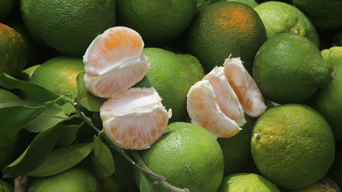 Adana'da mandalina hasadı başladı