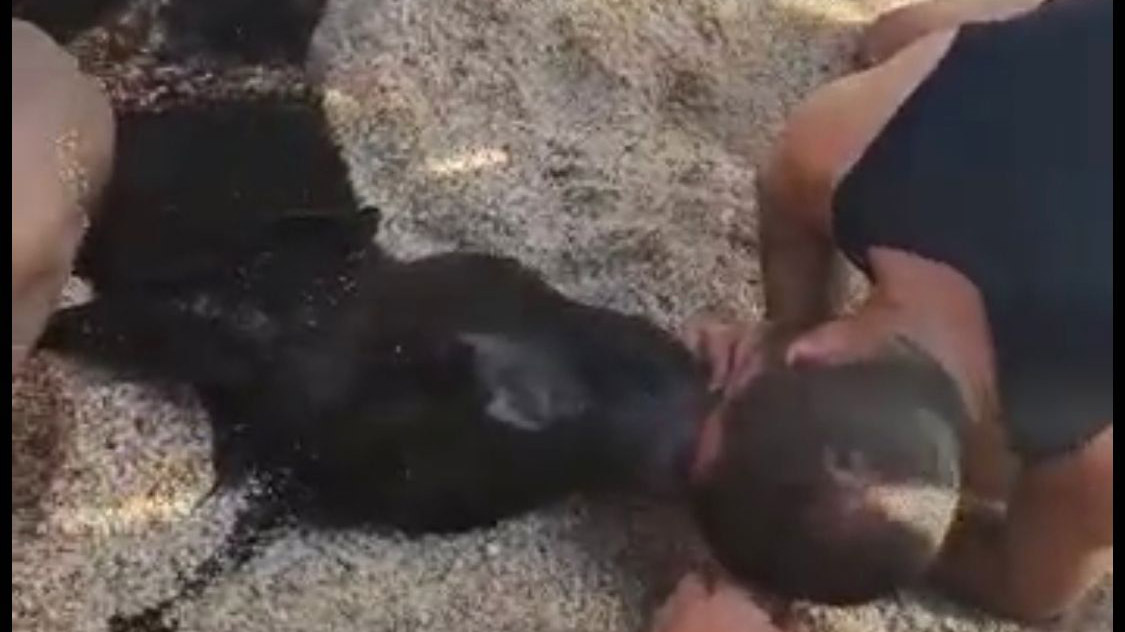 Alanya'da denizde boğulan eşeğe suni teneffüs