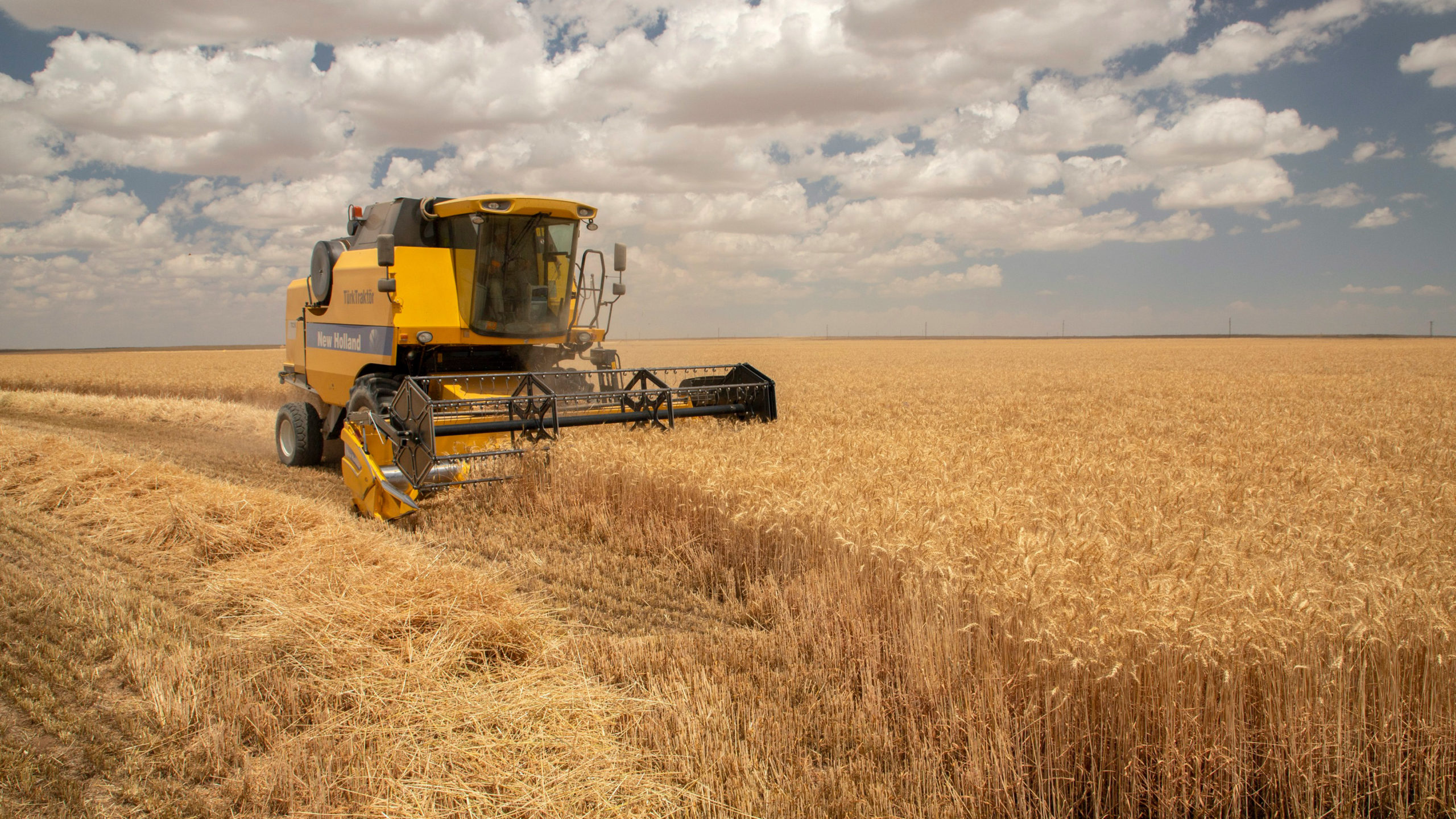 'Aliağa Bisküvilik Buğday' projesinde yeni aşama