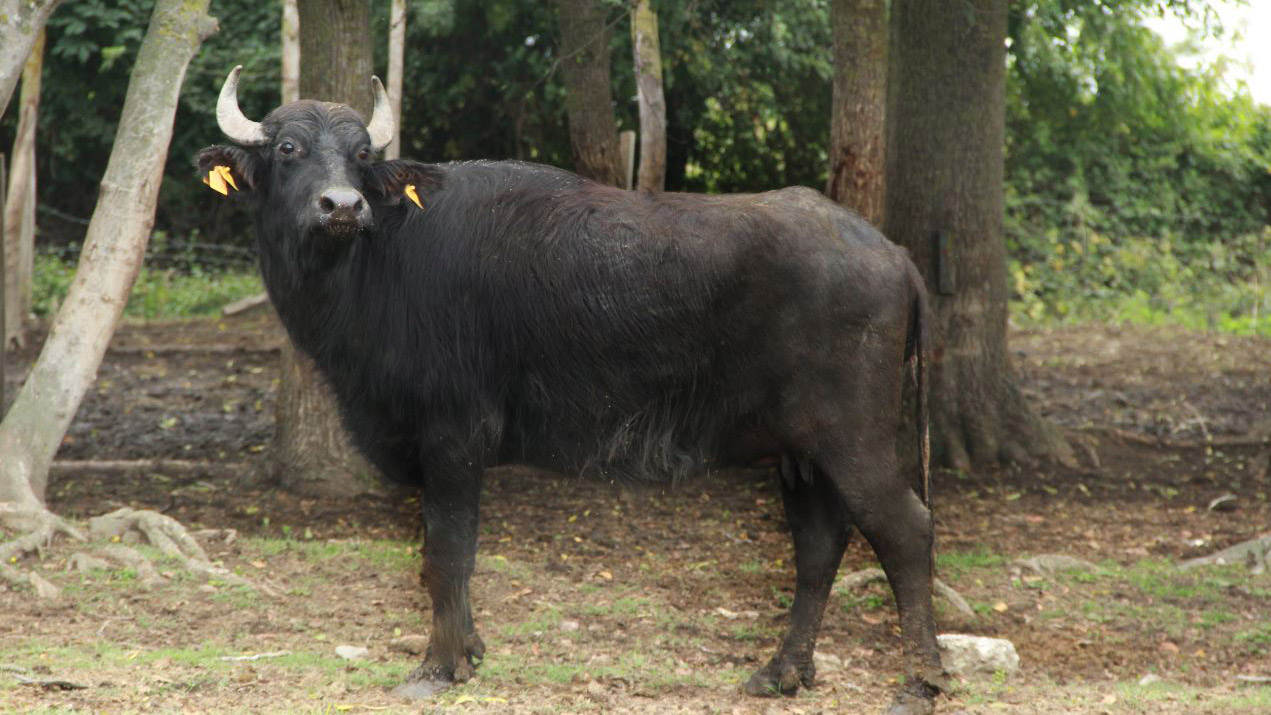 Anadolu mandasına devlet koruması