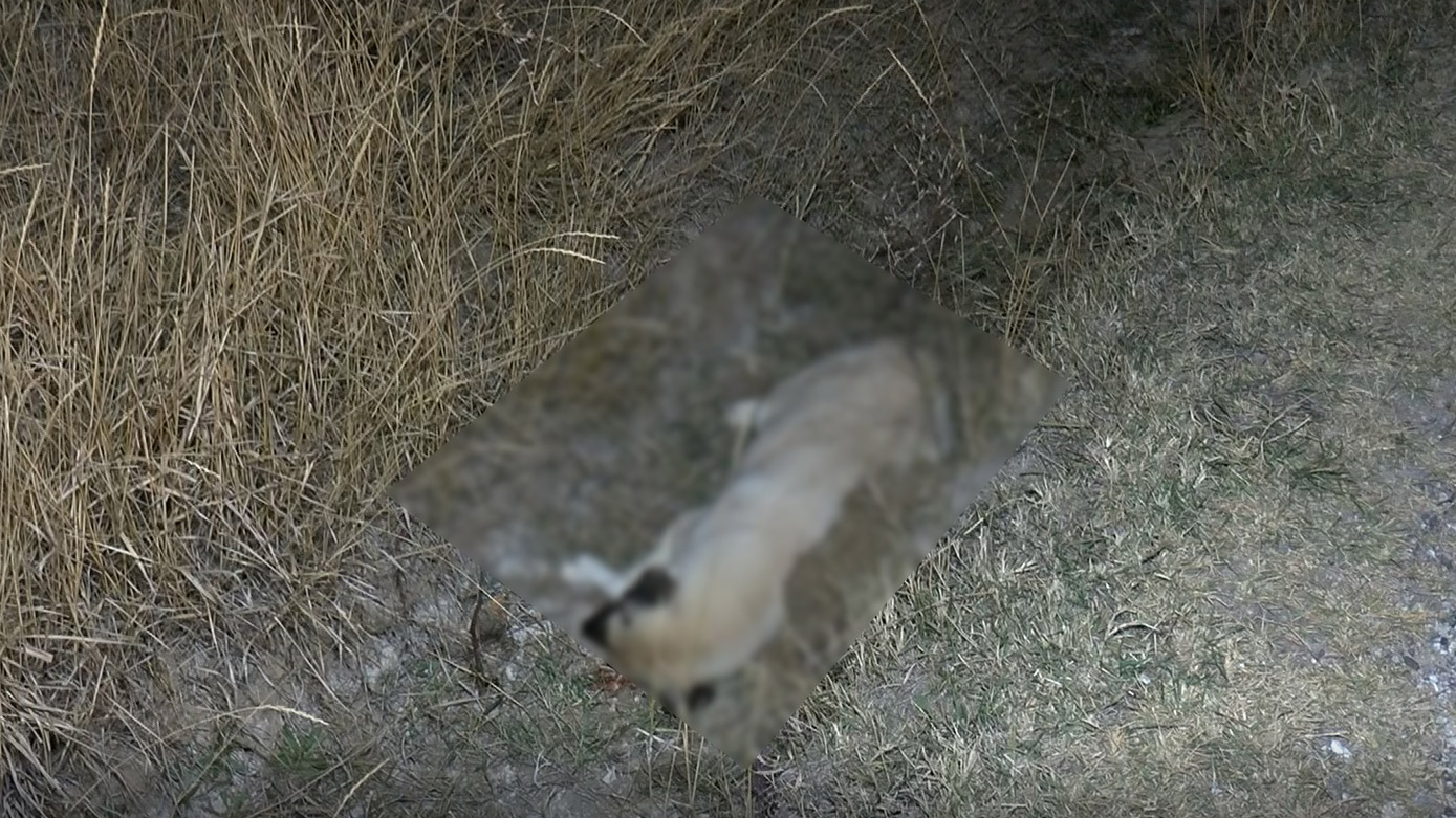 Ankara'da 8 köpek ölü bulundu