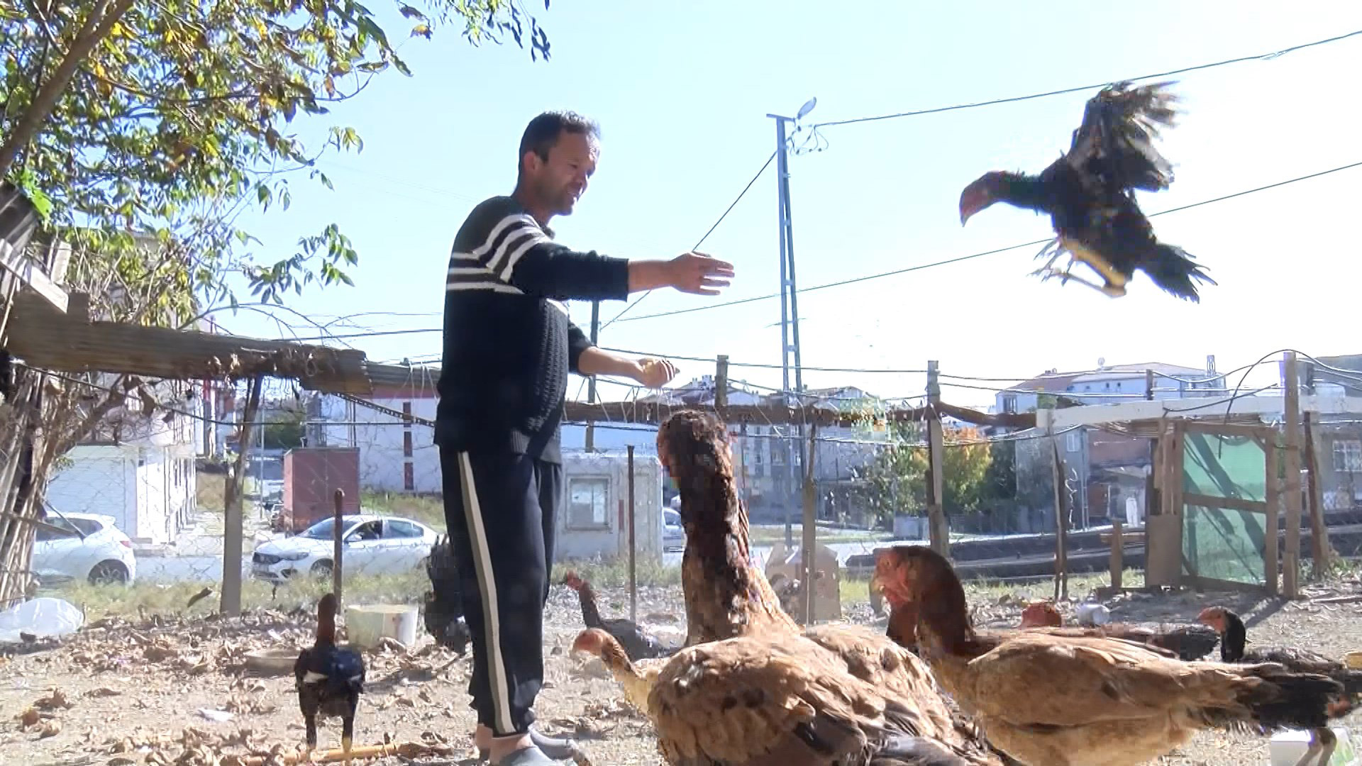 Arnavutköy'de 4 kişi 12 tavuğu çaldı 