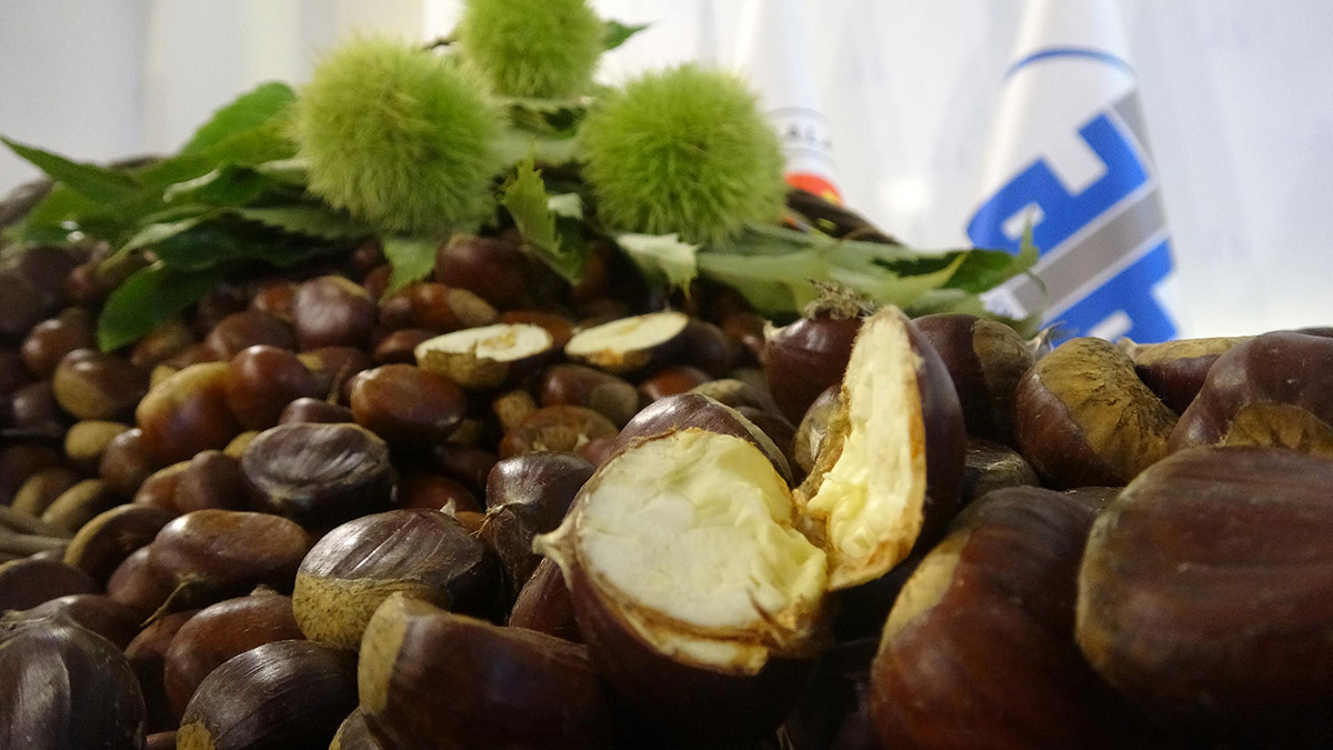 Aydın'da sezonun ilk kestanesi 250 TL'den alındı