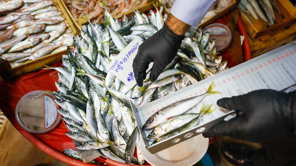 Balıkçılara çinekop denetimi