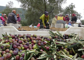 Balıkesir'de zeytin hırsızlığına karşı kameralı önlem