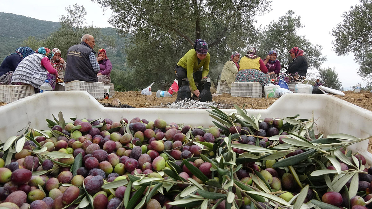 Balıkesir'de zeytin hırsızlığına karşı kameralı önlem