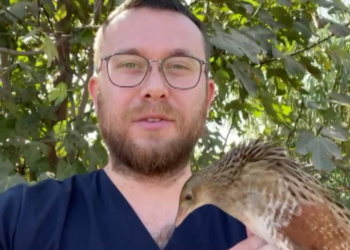 Bıldırcın kılavuzu, kedi saldırısına uğradı