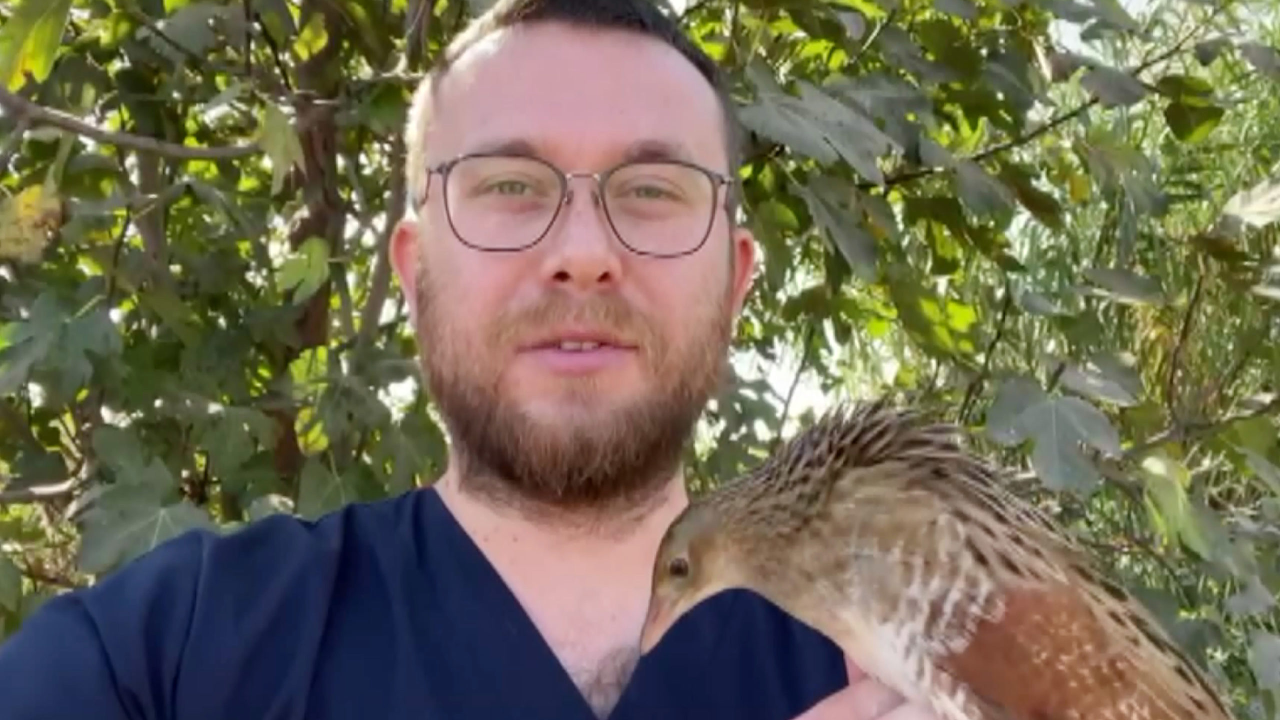 Bıldırcın kılavuzu, kedi saldırısına uğradı