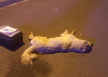 Bodrum'da 3 köpeğin zehirlenmesine soruşturma