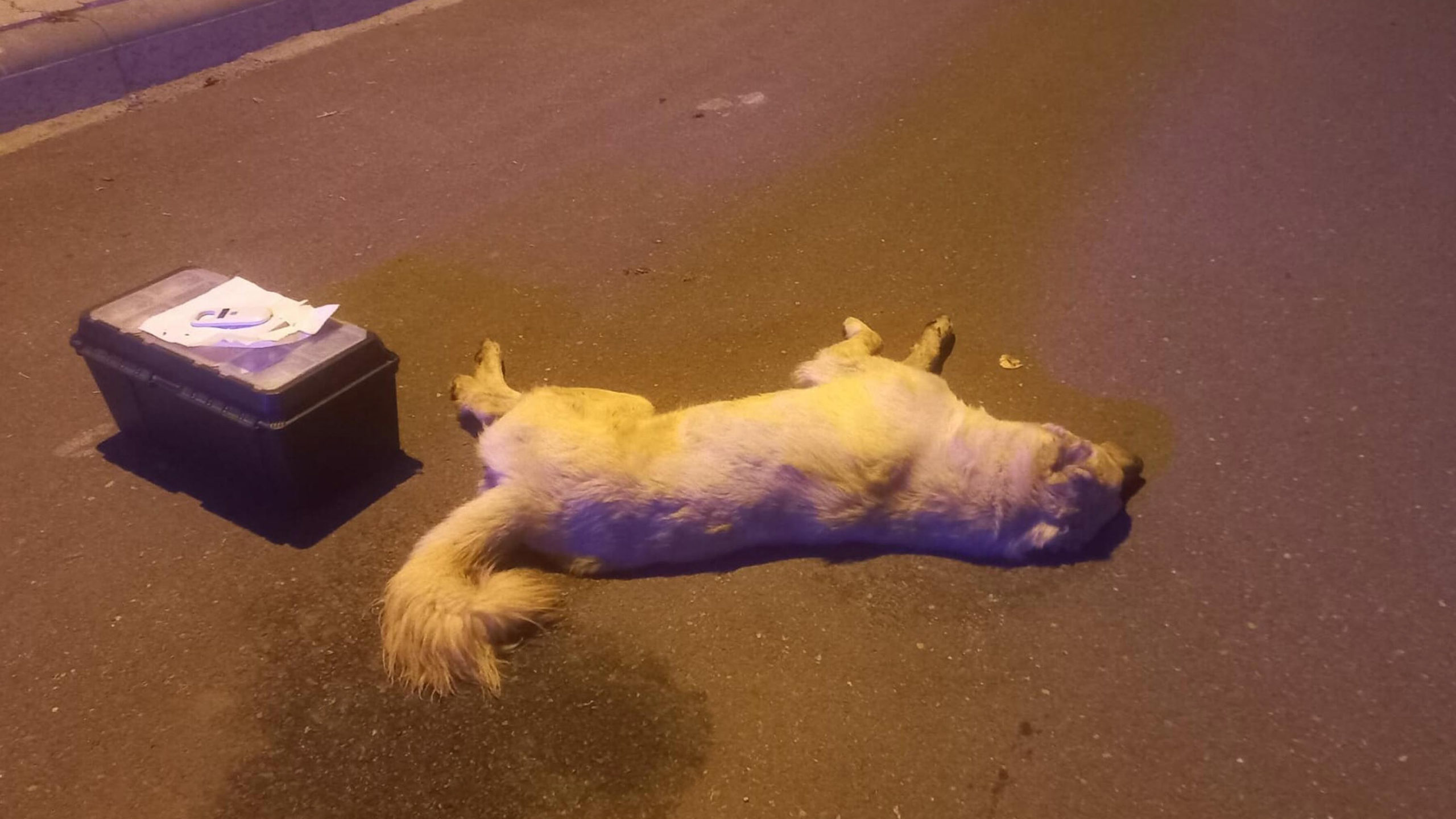 Bodrum'da 3 köpeğin zehirlenmesine soruşturma