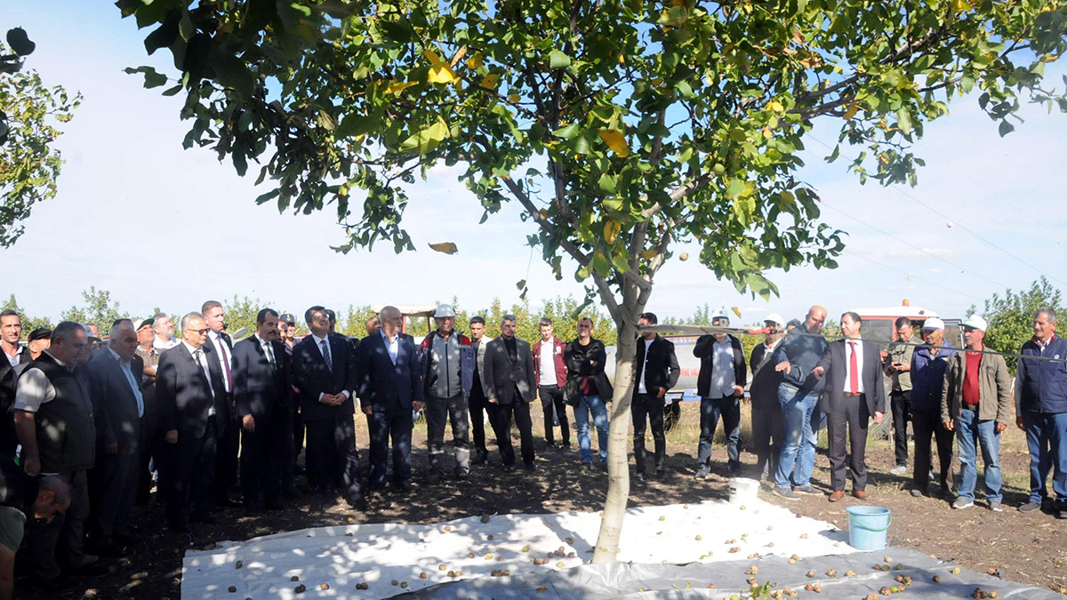 Bozuk orman arazisinde ceviz hasadı