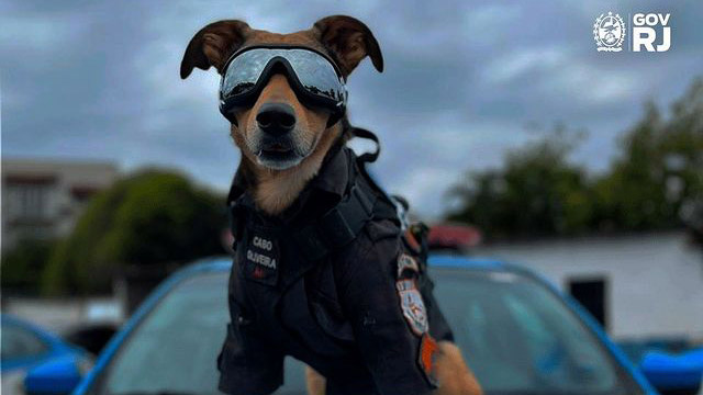 Brezilya polisinin kurtarma köpeği fenomen oldu