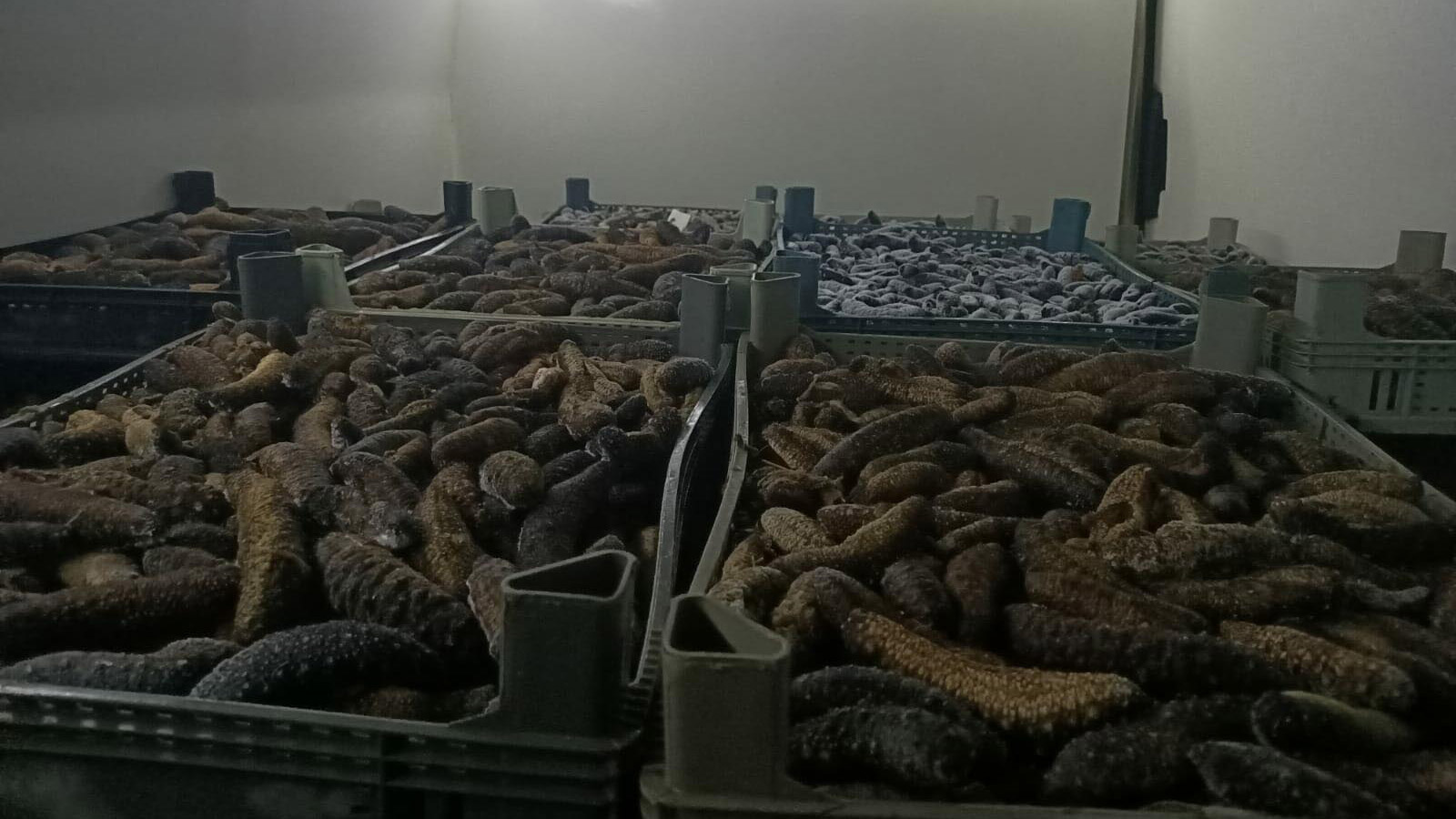 Çanakkale'de 5 ton deniz patlıcanı ele geçirildi