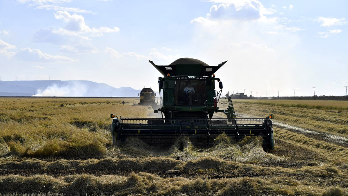 Çeltik alım fiyatı ton başına 1000 lira artırıldı