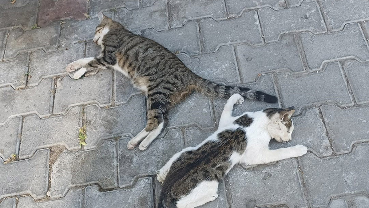 Denizli'de zehirli yiyecek verilen 2 kedi öldü