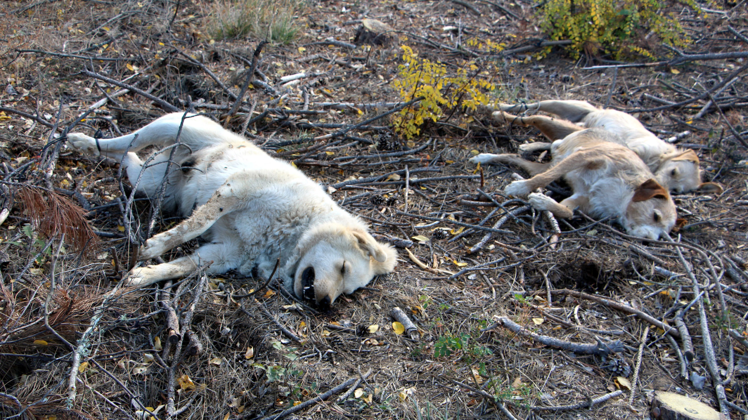 Edirne'de hayvan katliamı; zehirleyerek öldürdüler