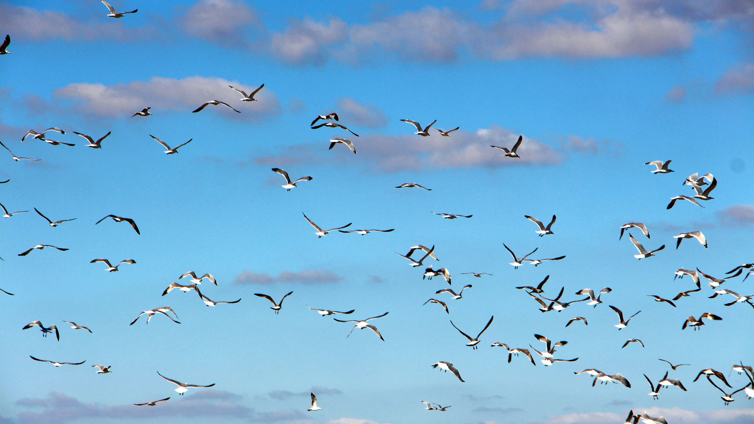 Edirne'de kumruların popülasyonu yüzde 60 azaldı