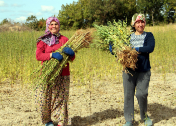Edirne'de susam hasadı başladı