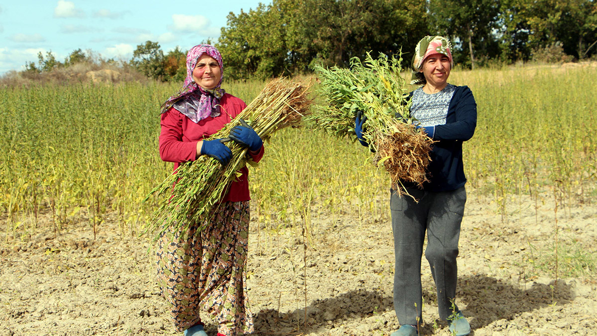 Edirne'de susam hasadı başladı