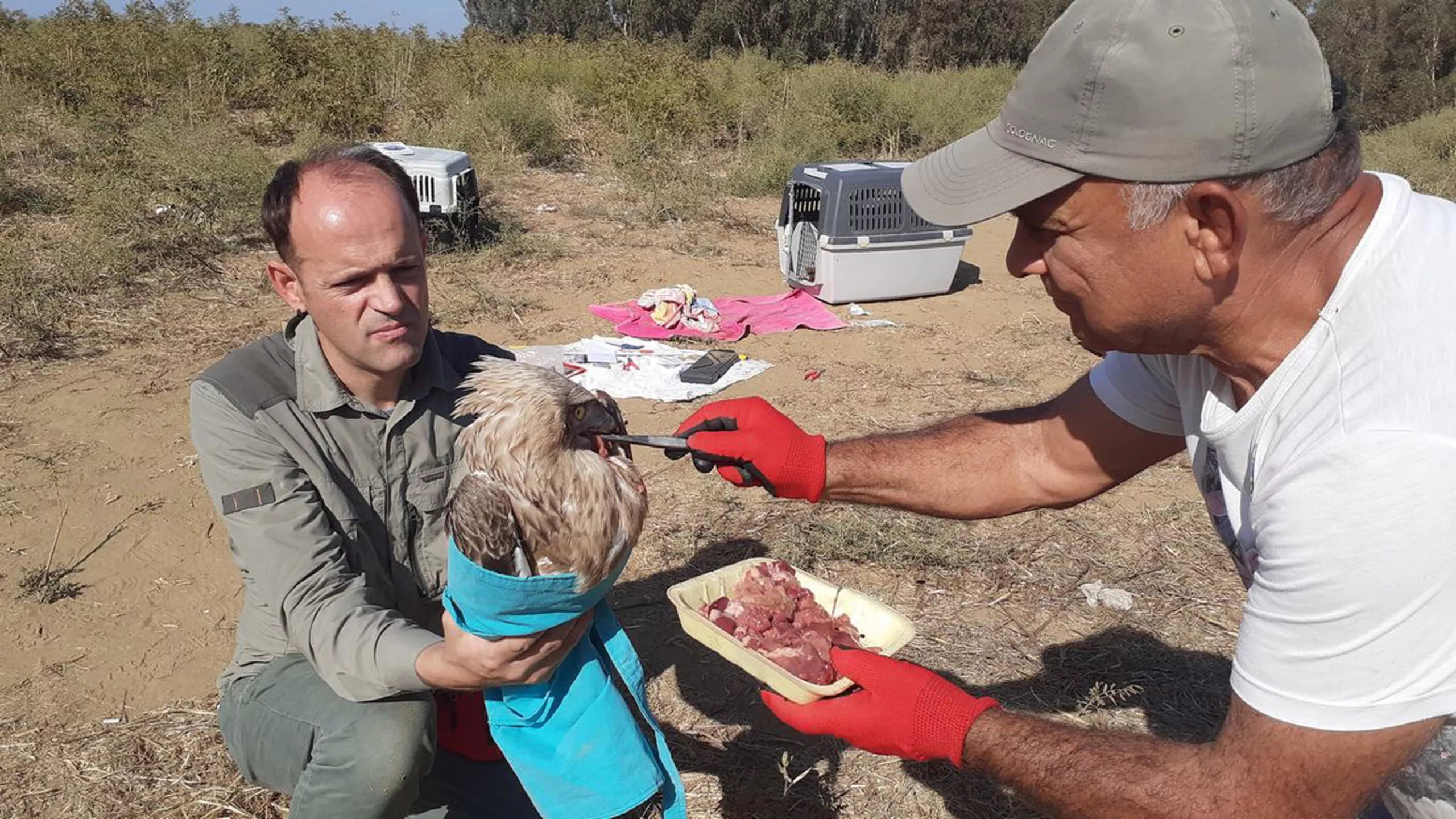 Goc yolunda bitkin dusen yilan kartalina tedavi 1 scaled - yaşam - haberton