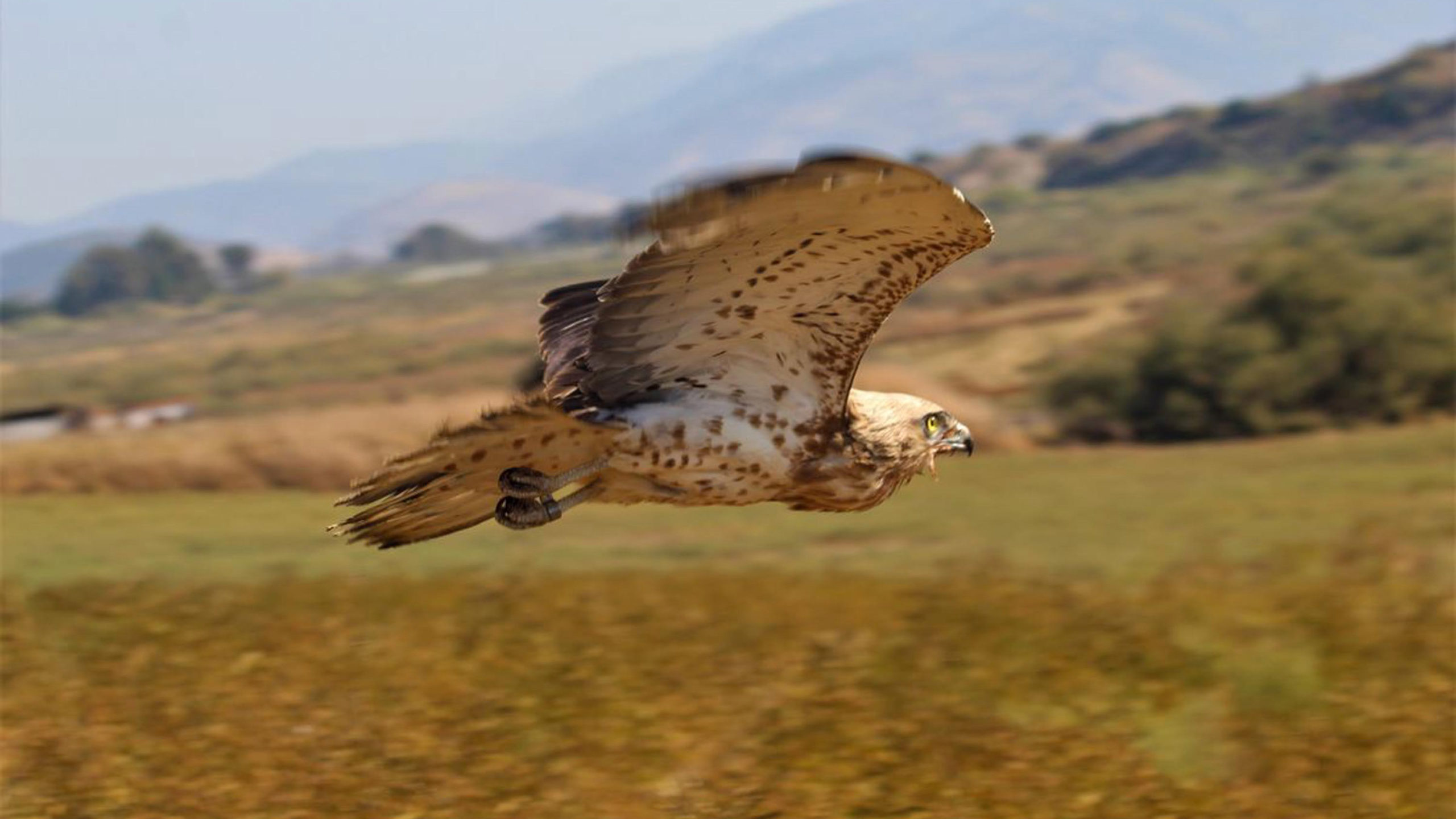 Göç yolunda bitkin düşen yılan kartalına tedavi