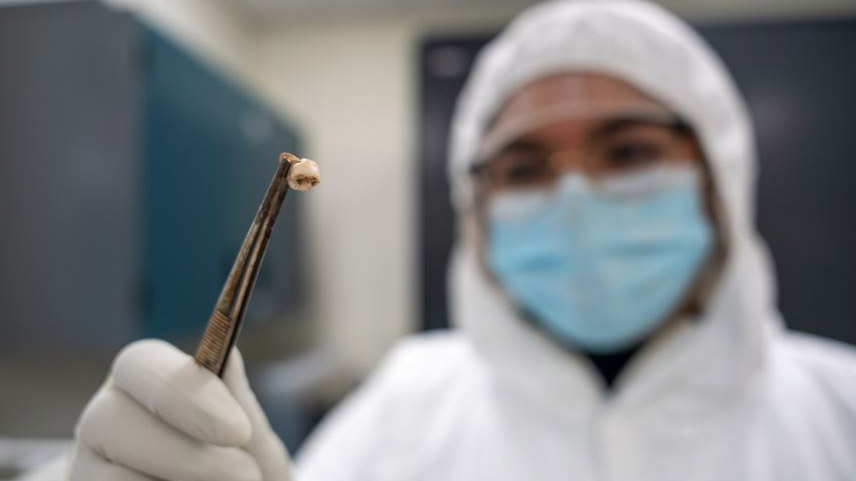 Kara Ölüm bağışıklık sisteminin evrimini şekillendirdi