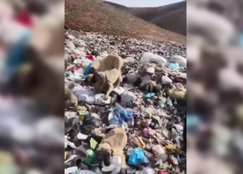Karlıova'da köpekler bağlanıp çöplüğe bırakıldı