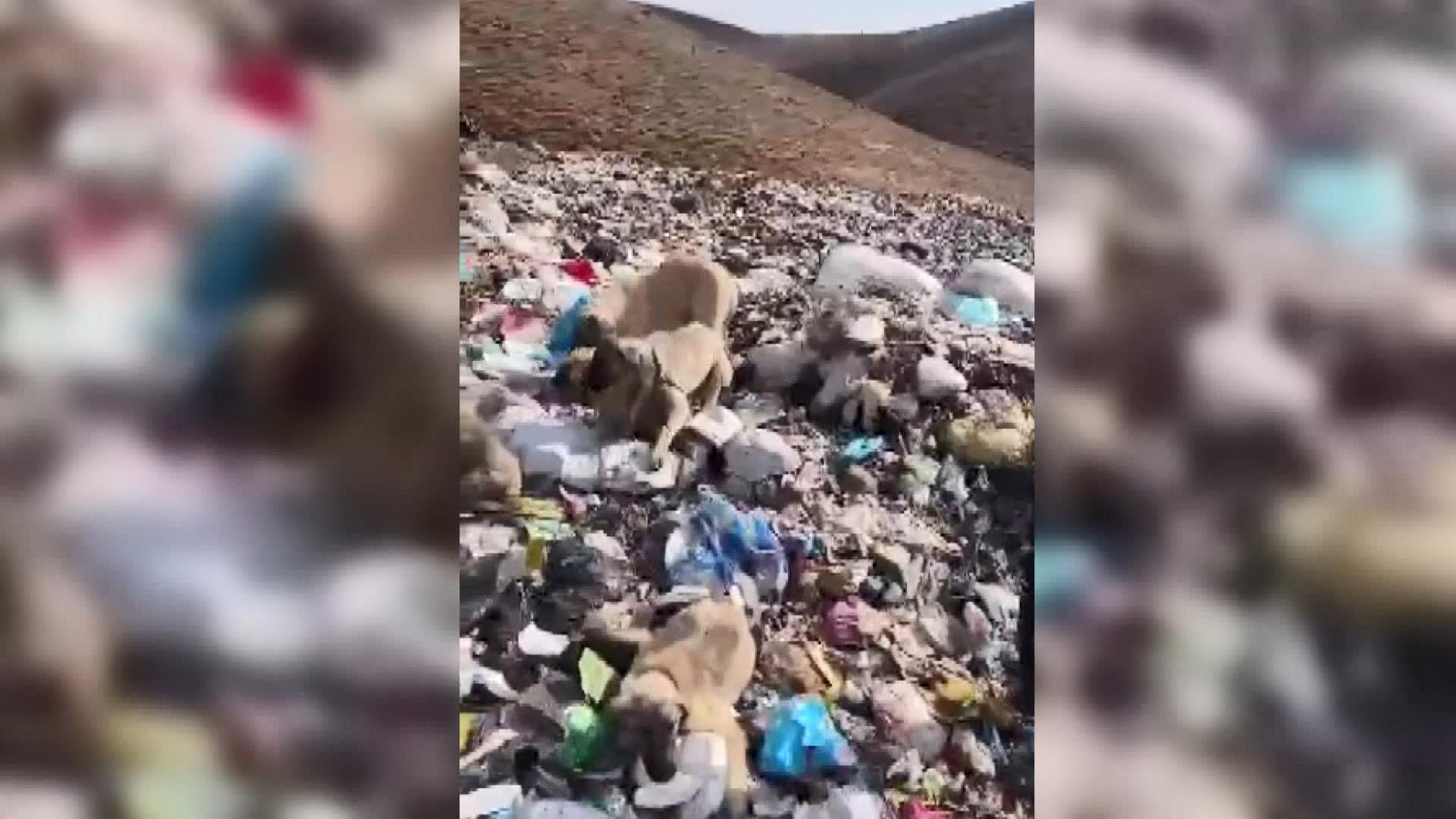Karlıova'da köpekler bağlanıp çöplüğe bırakıldı
