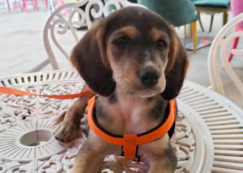 Kayıp köpek Latte'yi bulana 5 bin lira ödül