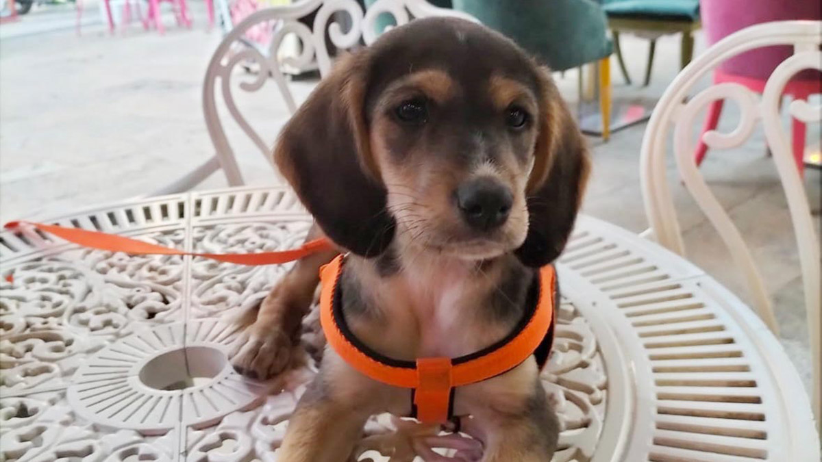 Kayıp köpek Latte'yi bulana 5 bin lira ödül