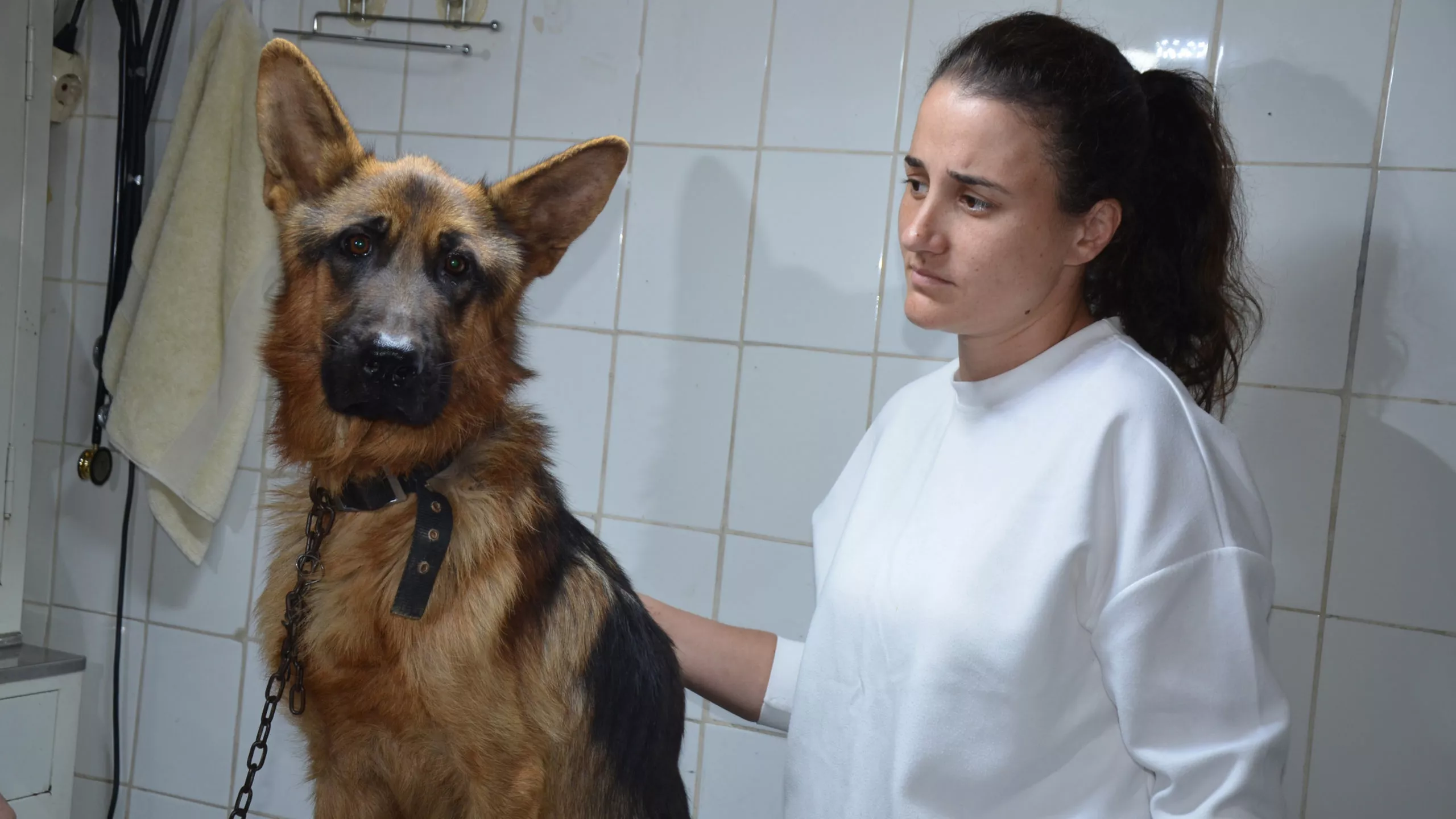 Kayip kopep mikrocip sayesinde bulundu 1 scaled - yaşam - haberton