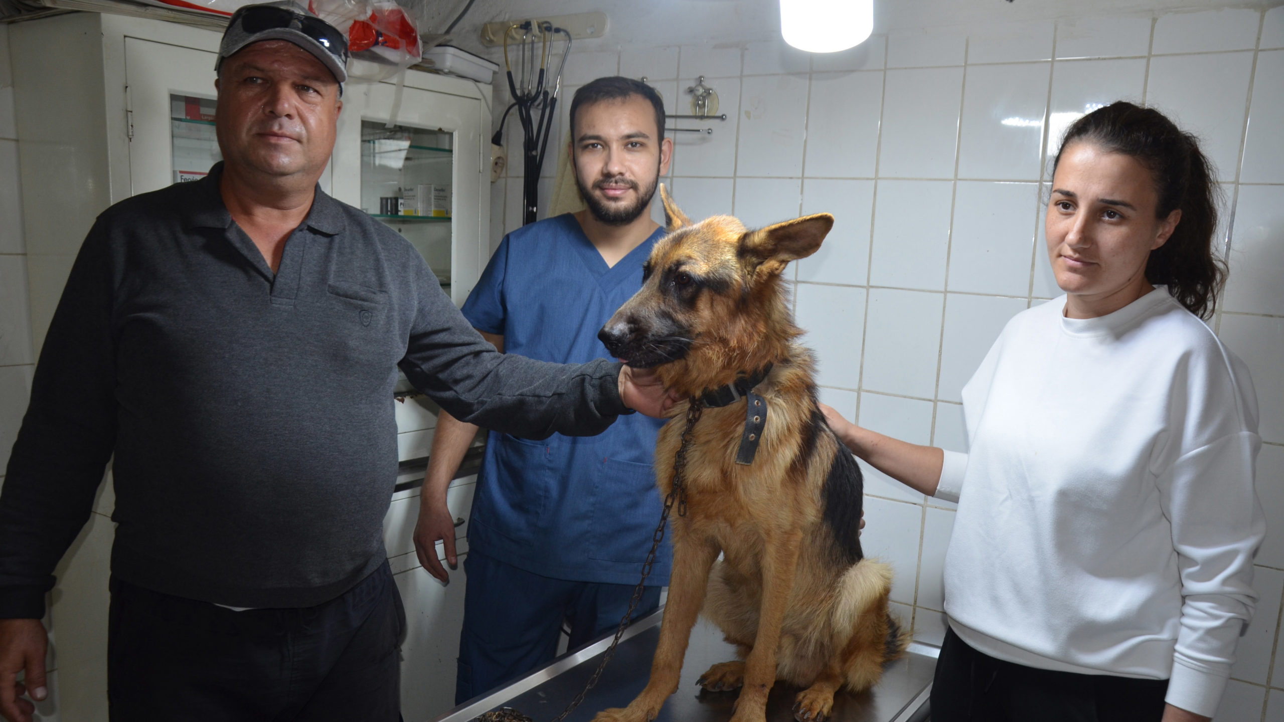 Kayıp köpep, mikroçip sayesinde bulundu