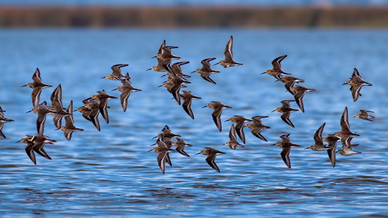 Kızılırmak Deltası Kuş Cenneti'nde gözlem zamanı