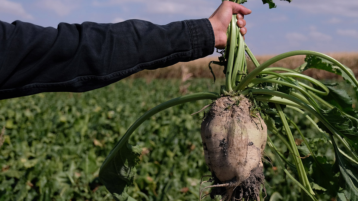 Konya Ovası'nda pancar hasadı sevindirdi