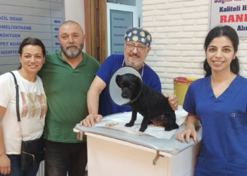 Köpeğin mesanesinden 55 parça taş çıkarıldı