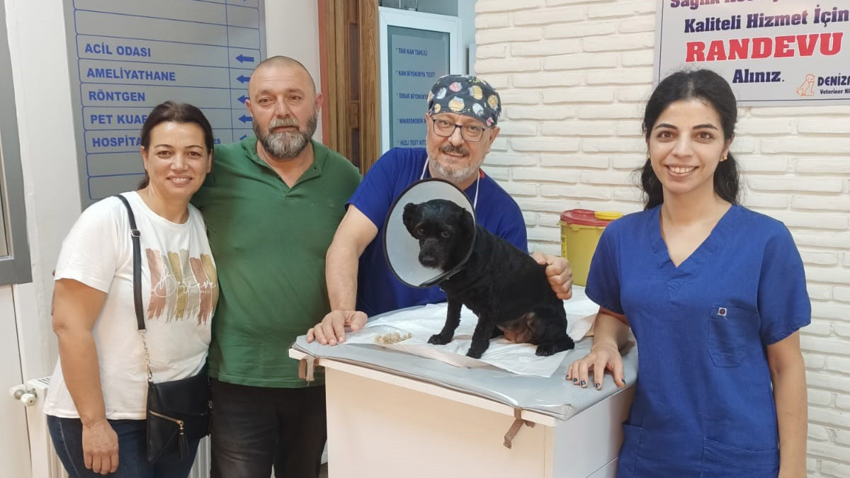 Köpeğin mesanesinden 55 parça taş çıkarıldı