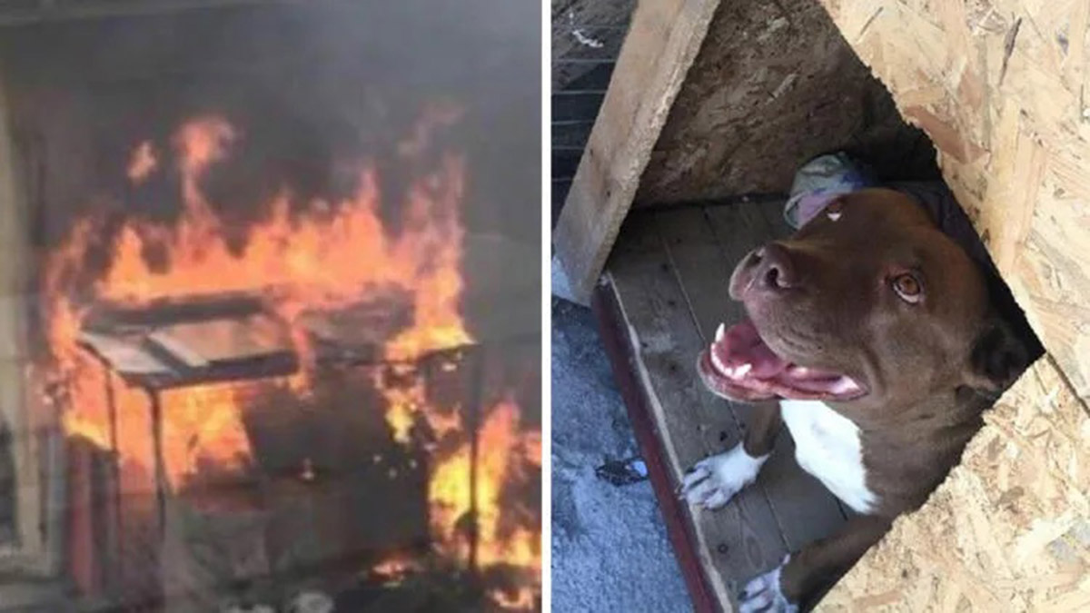 Kulübesindeki köpek yakılarak öldürüldü