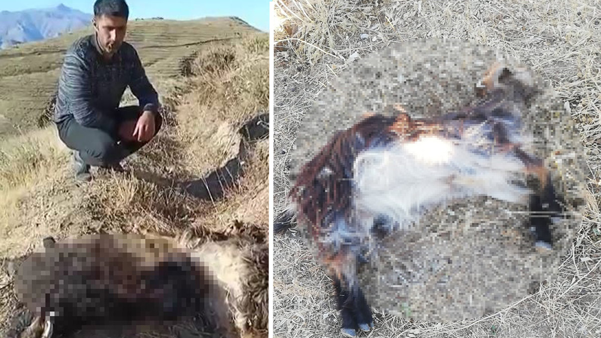 Kurtların saldırısına uğrayan 20 keçi öldü