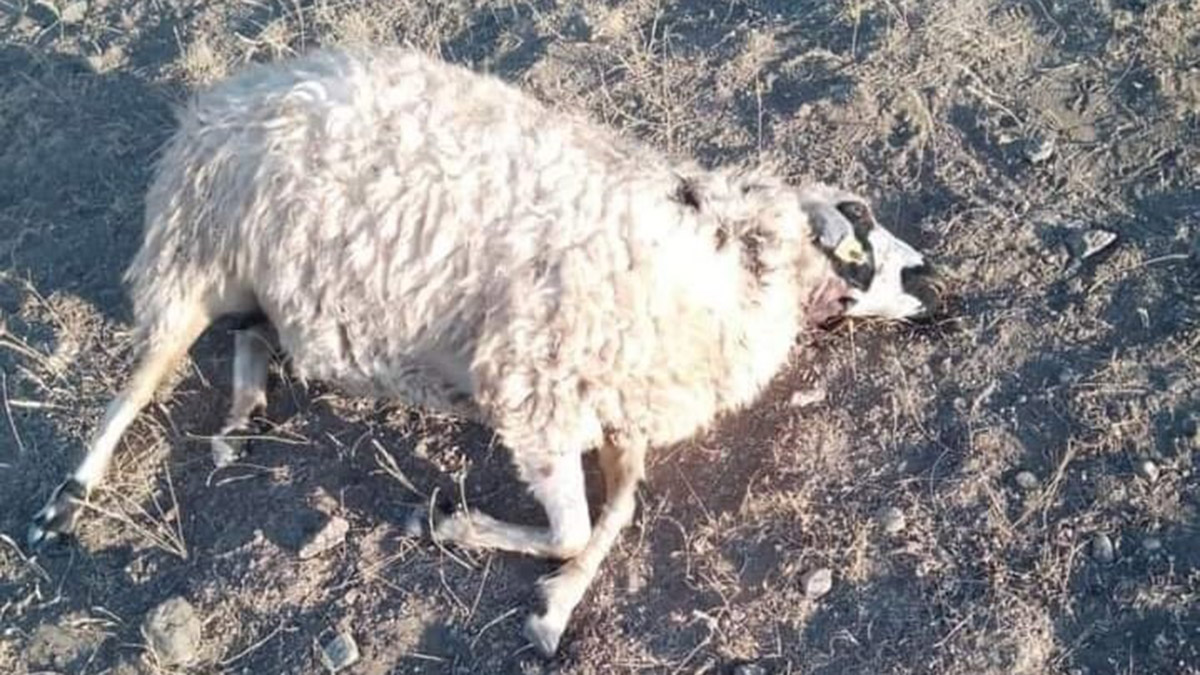 Kurtların sürüye saldırısında 28 koyun öldü