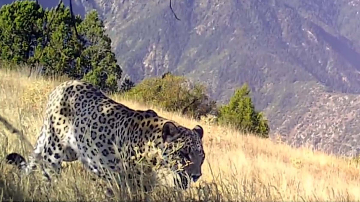 Nesli tükenen Anadolu leoparı fotokapanda